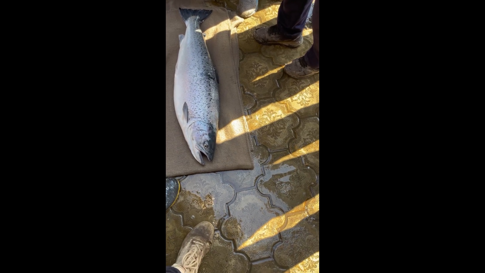 فروش ماهی ۴۱ میلیونی تومانی در شمال کشور +ویدیو