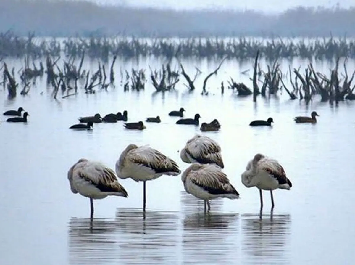 چه شد که نیمی از تالاب میانکاله خشکید؟